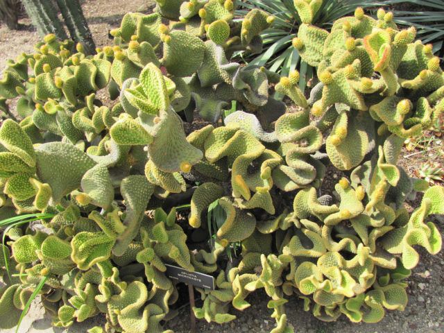 opuntia cristate.jpg